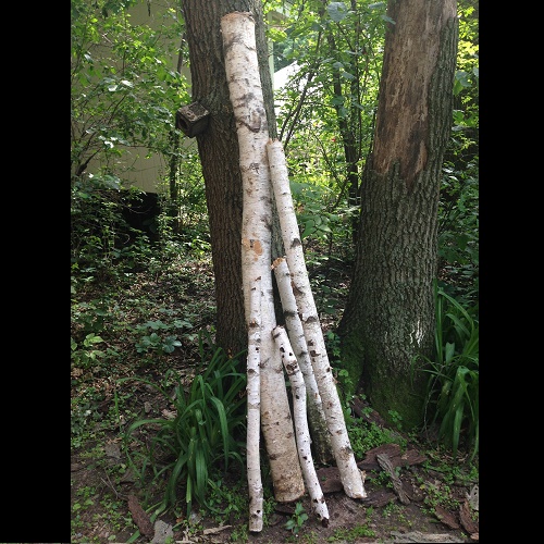 Birch Logs - Idea Gallery - Tall birch logs for rent